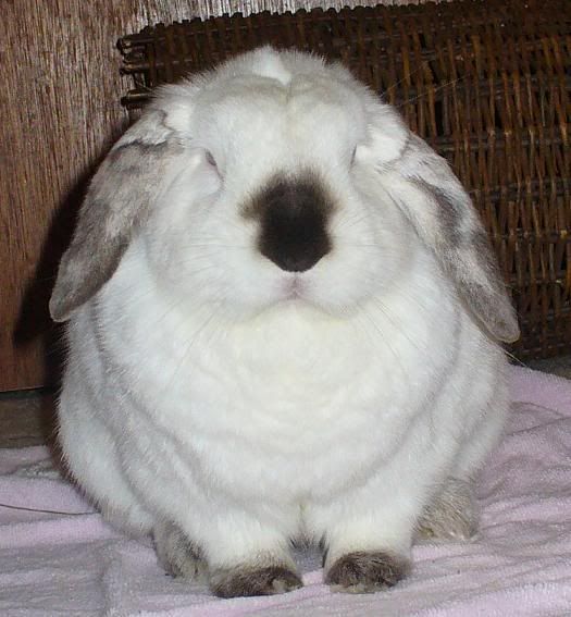 Forum The oh so Masculine dewlap!