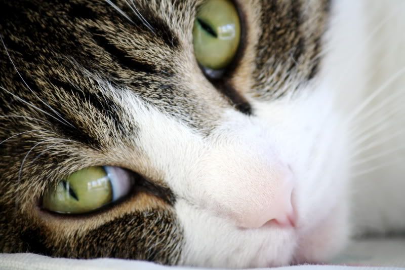 IMAGE: http://i3.photobucket.com/albums/y73/madlums/IMG_5558.jpg