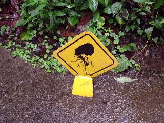 This sign warned us to watch for leaf cutter ants so we wouldn’t step on them.  They weren’t dangerous, unlike the bullet ants.  I loved watching them marching industriously across our path.
