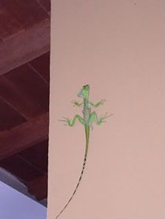 A Jesus Christ lizard just outside my room