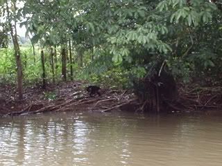 That’s a monkey on the riverbank.  Goddamn old digital camera!
