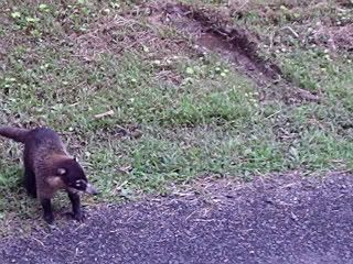 A coatimundi