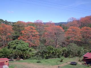 Jose said these bright orange trees are planted to provide shade at the coffee plantations.