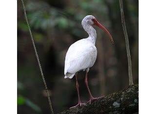 Ibis