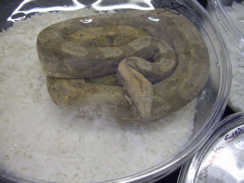 HerpshowTucson9-19012.jpg