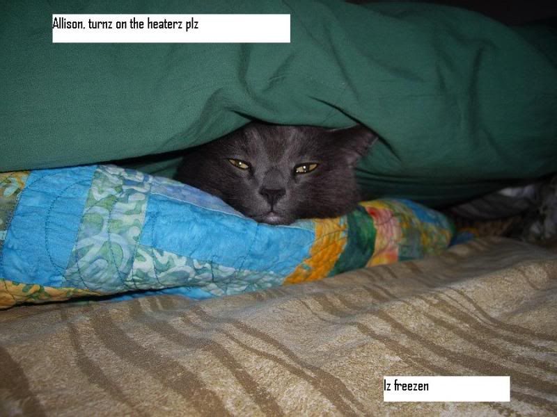 IMGP4555LOLcat.jpg