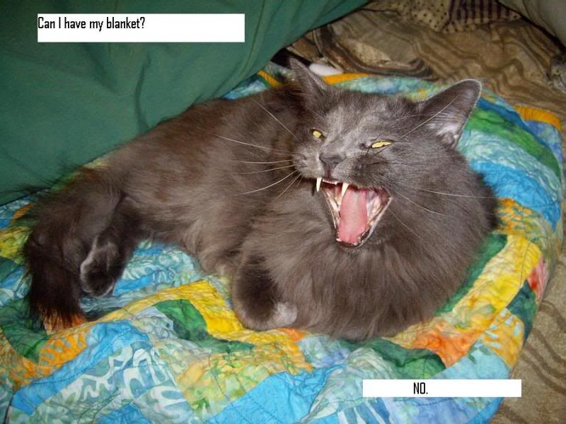 IMGP4556lolCat.jpg