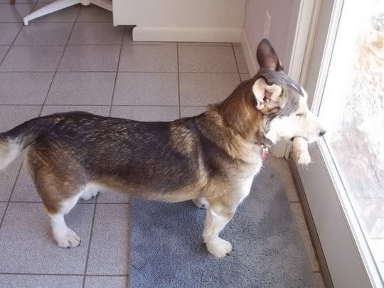 Basset Corgi Mix