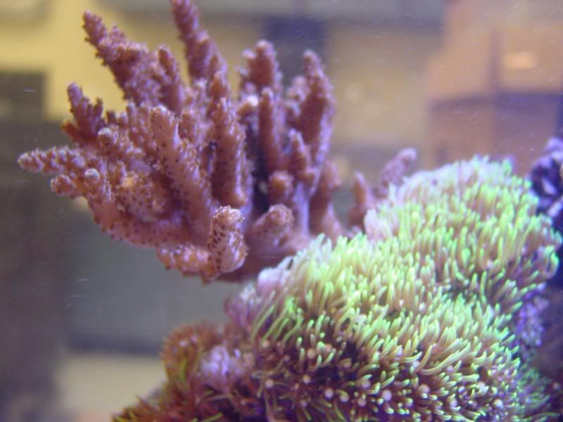 75gallonreef025.jpg