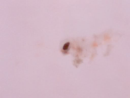 BandedCoralShrimpPlankton2.jpg