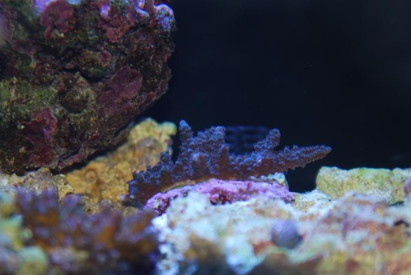 Inhabitants073.jpg
