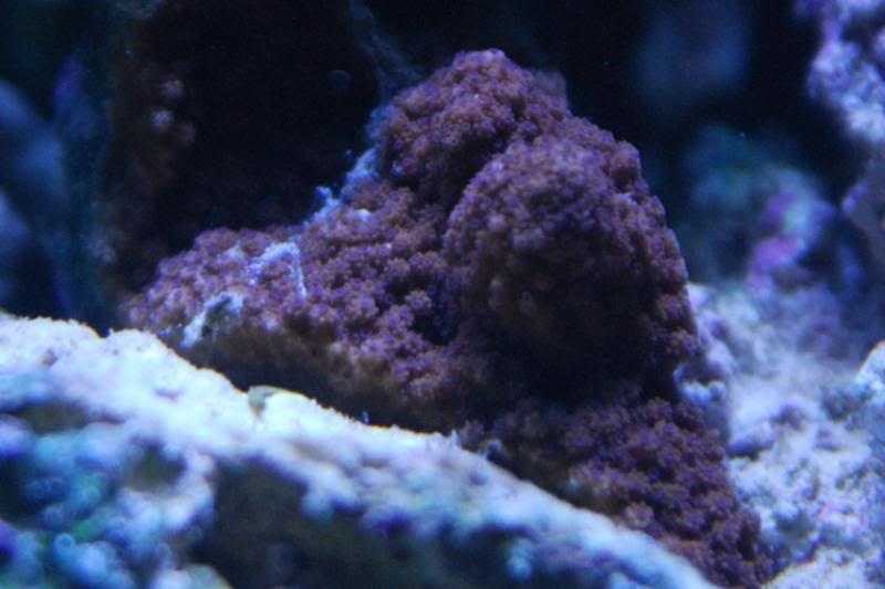 RedwithPurplePolypsUnknownMontipora.jpg