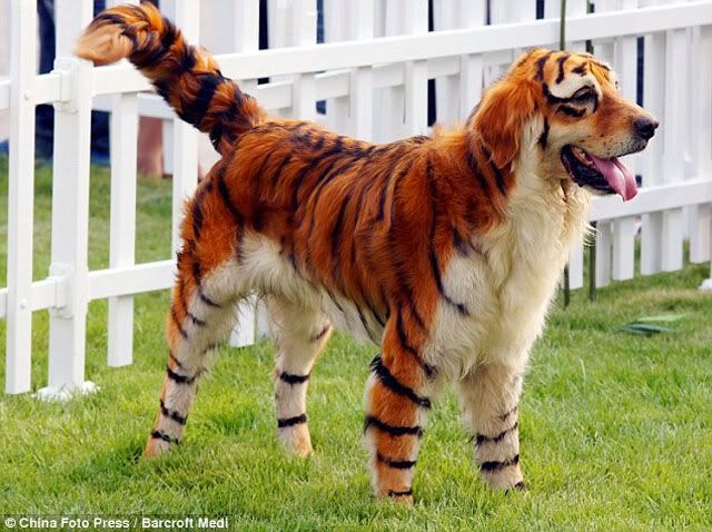 Anjing Harimau