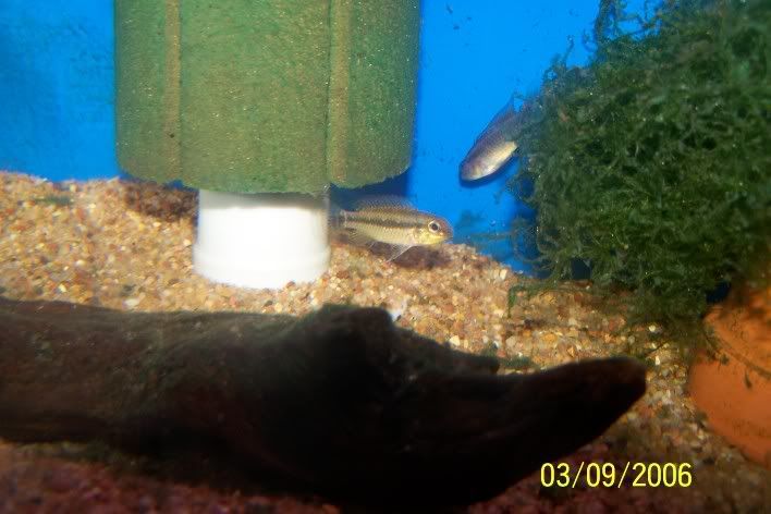 pic1female1.jpg