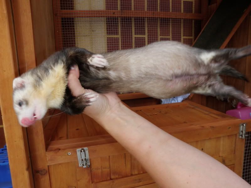 Off Topic Forum Pregnant Ferret Pics Forum