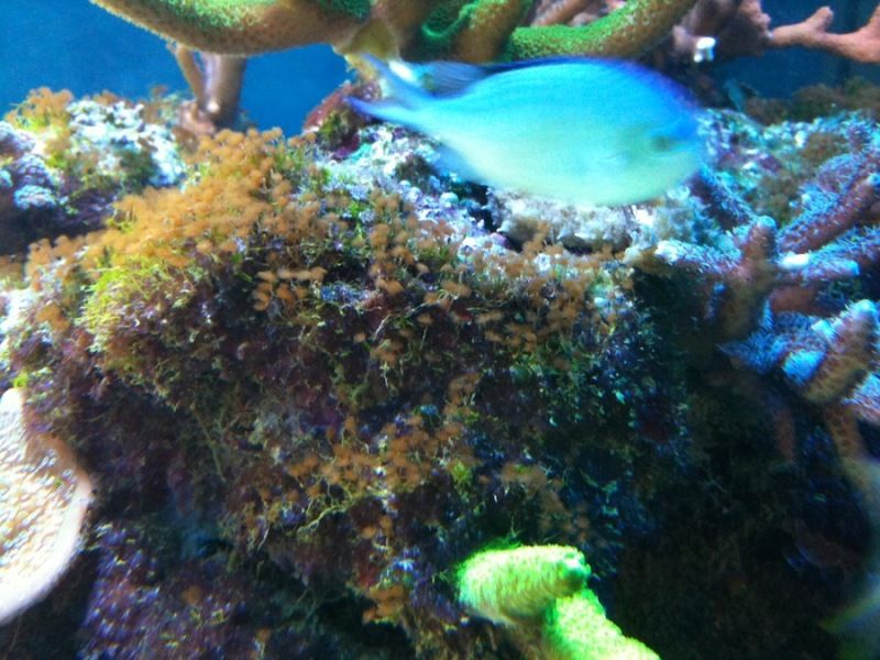 colonialhydroids.jpg