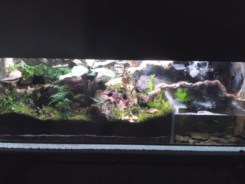 75 Gallon Dart frog tank Journal Reptile Forums