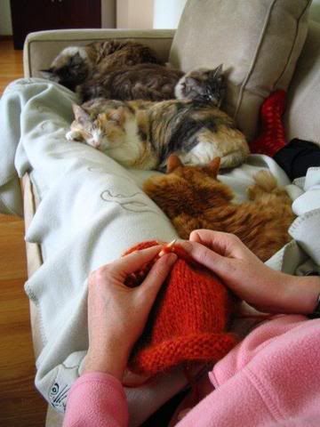 knitting kitties.com