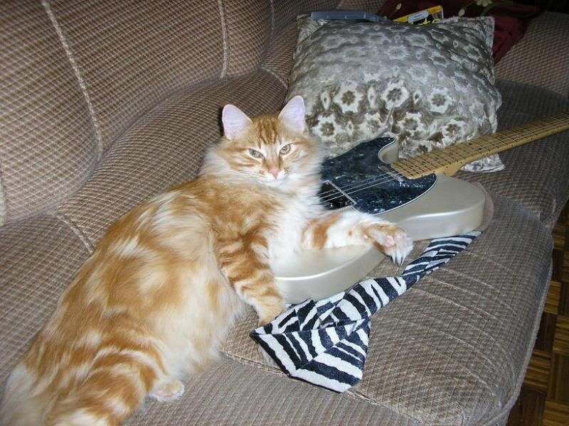 GuitarPuss2.jpg
