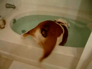 photo tryingtosqueezeinfrontofstands_zps2fdbd142.gif