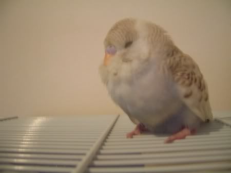 Bunsen-tiredout.jpg
