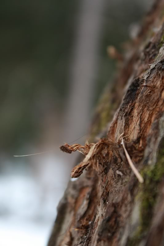 IMAGE: http://i3.photobucket.com/albums/y77/dabel/IMG_1970.jpg