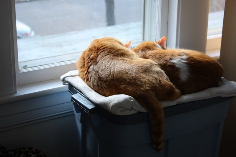 IMAGE: http://i3.photobucket.com/albums/y77/dabel/IMG_2421.jpg