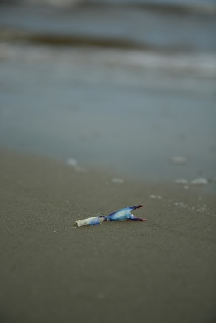 IMAGE: http://i3.photobucket.com/albums/y77/dabel/IMG_3713.jpg