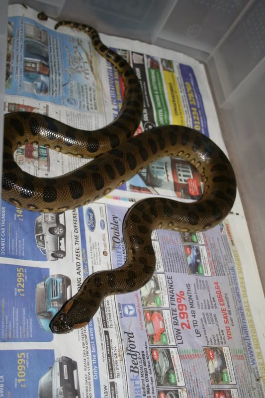 Green anaconda for sale Reptile Forums