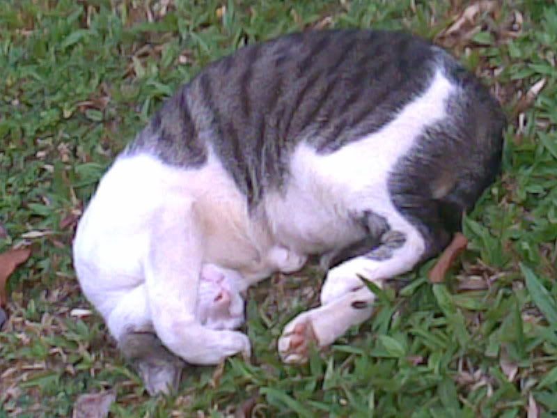 Photo Sharing and Video Hosting at Photobucket