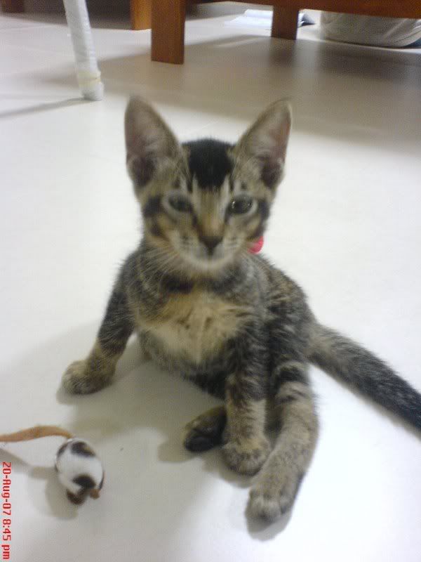 Photo Sharing and Video Hosting at Photobucket