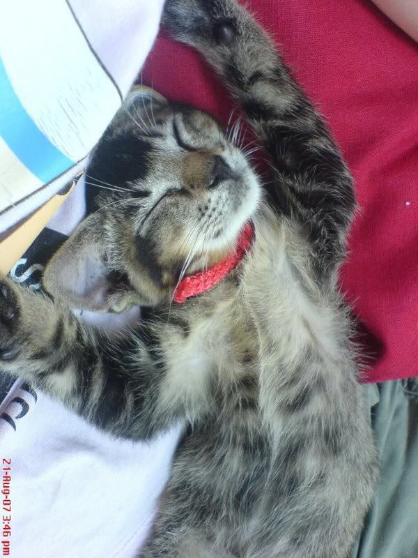 Photo Sharing and Video Hosting at Photobucket