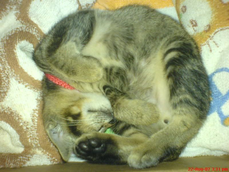 Photo Sharing and Video Hosting at Photobucket