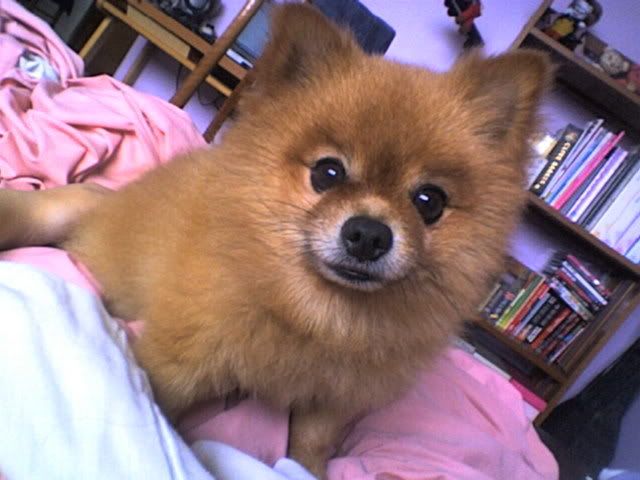 Photobucket - Video and Image Hosting