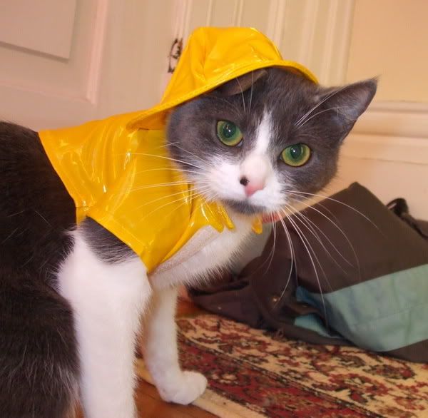 raincoat1.jpg