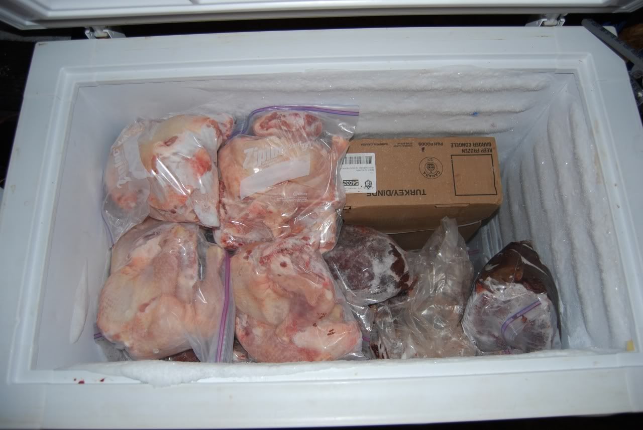 Lets see those freezers ) Boxer Breed Dog Forums