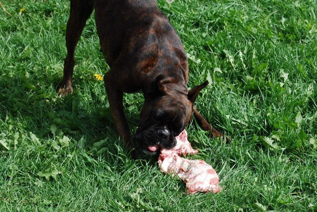 Ribs anyone? Boxer Breed Dog Forums