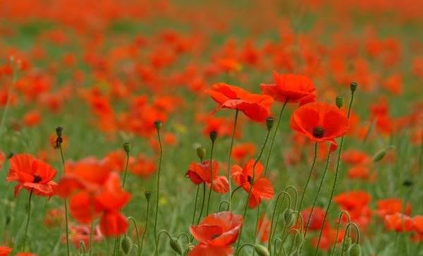 12_14_10---Poppies_web.jpg