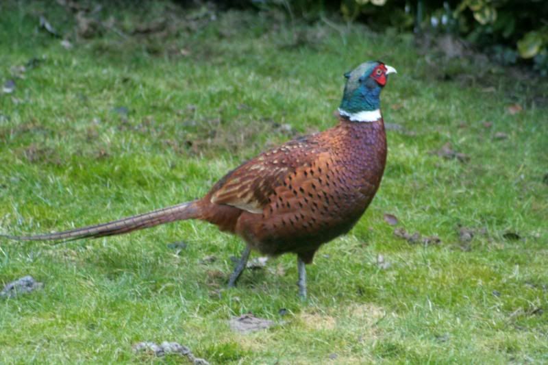 Pheasant003.jpg