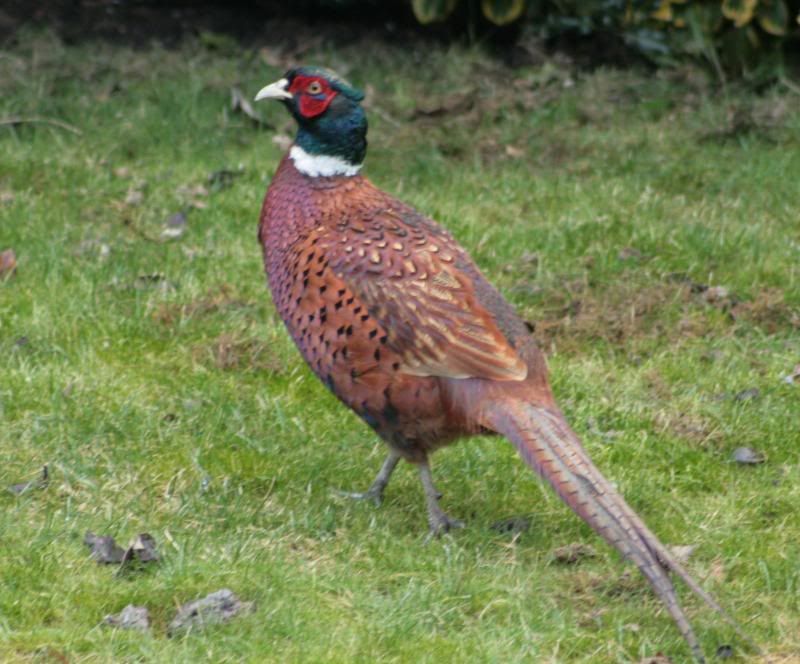 Pheasant005.jpg