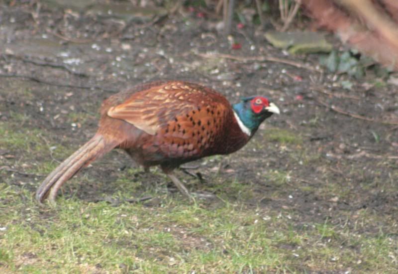 Pheasant008.jpg