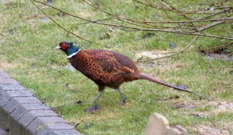 Pheasant016.jpg