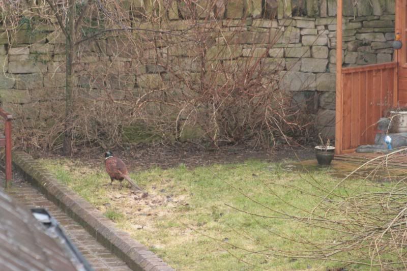 Pheasant020.jpg