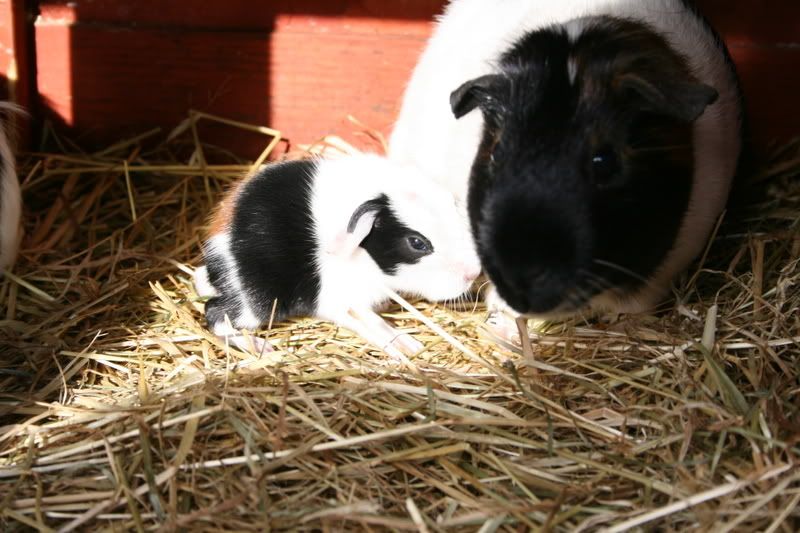 Babyguineaborn8July026.jpg