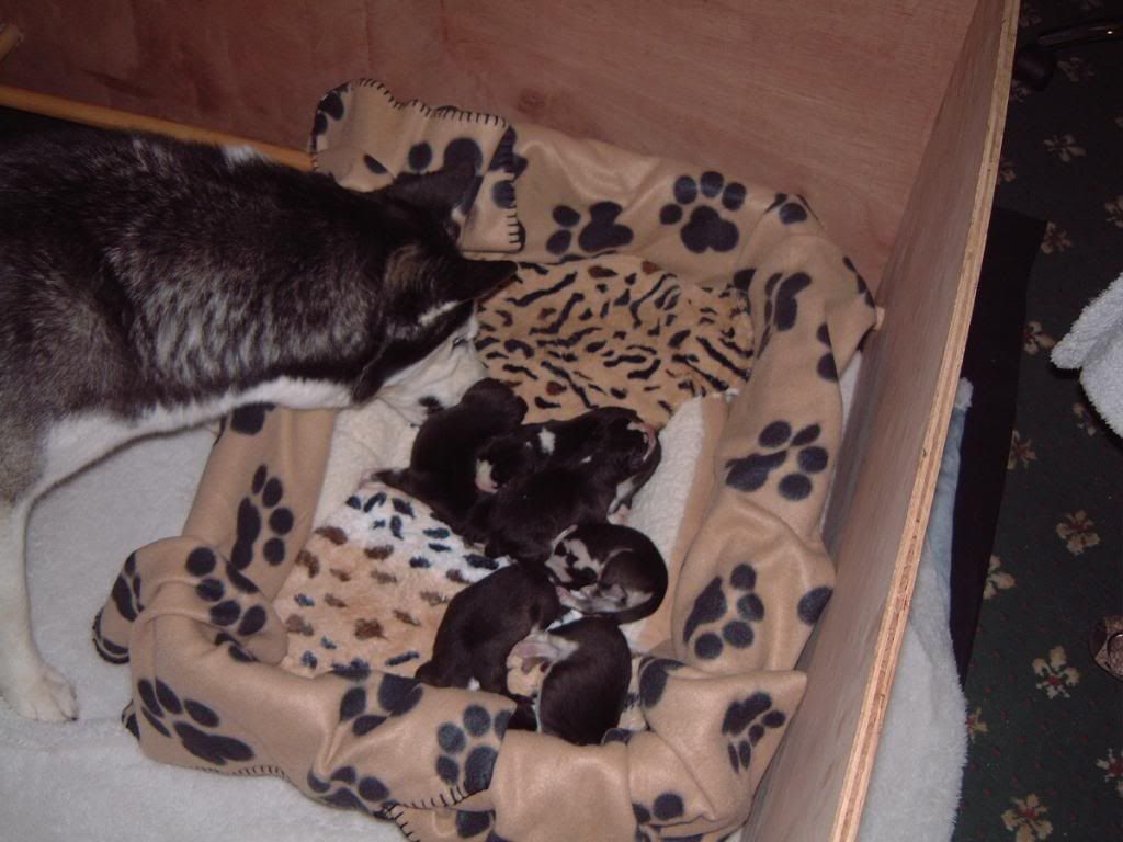 boos2ndlitter003.jpg