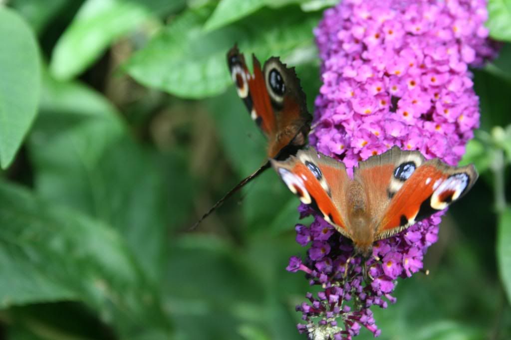 ButterfliesAugust009.jpg