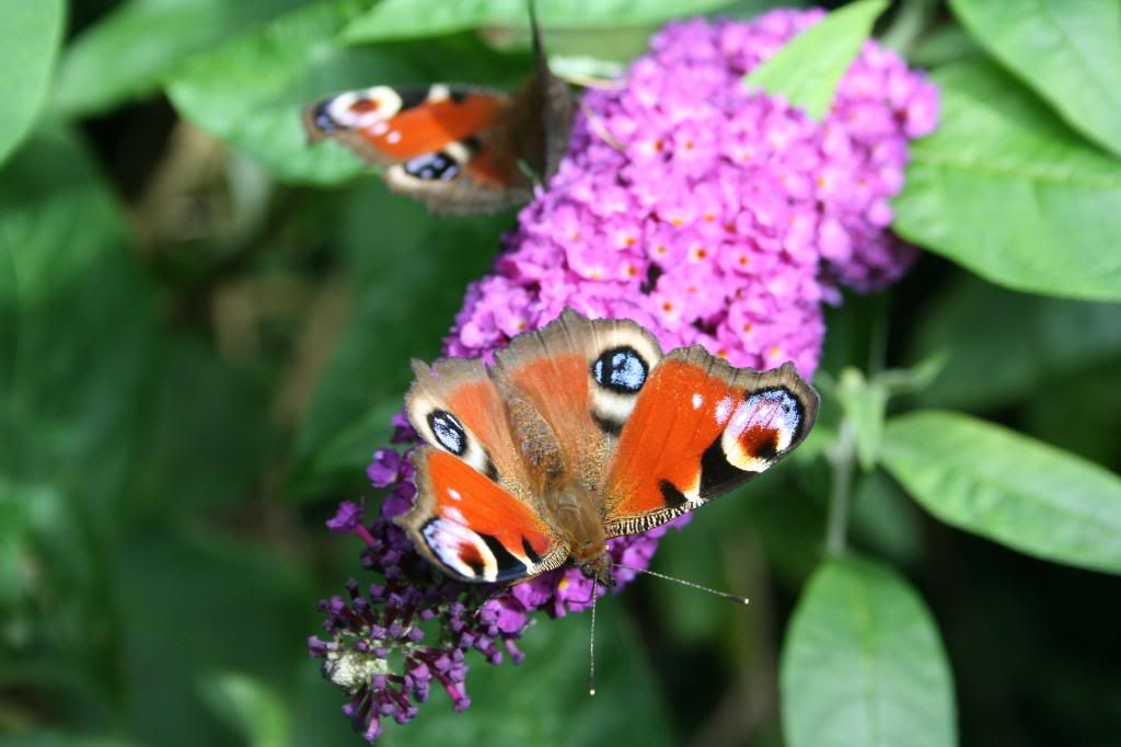 ButterfliesAugust011.jpg