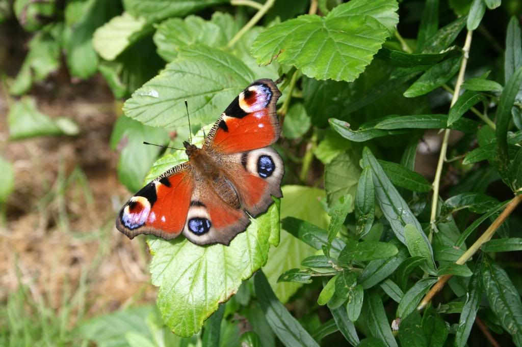 ButterfliesAugust014.jpg