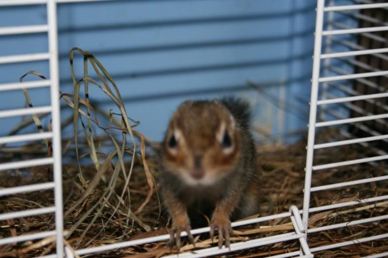 Chipmonks072.jpg