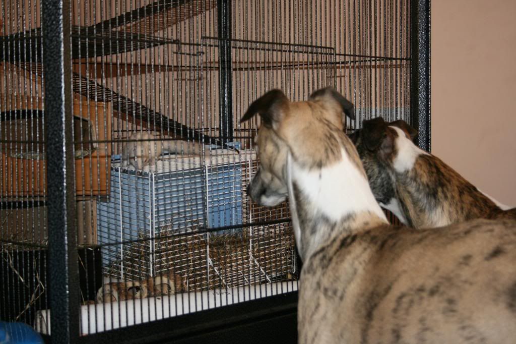 Dogsandchipmunks016.jpg